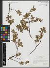 Foto von Salix arbuscula L. x Salix herbacea L.